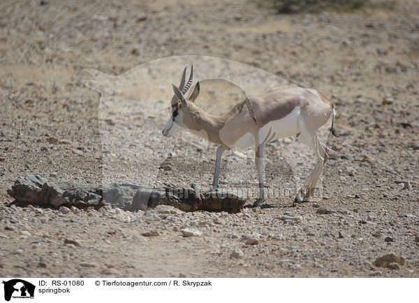 springbok / RS-01080