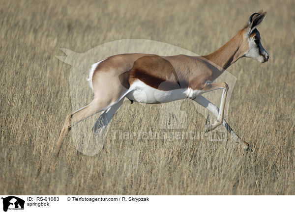 springbok / RS-01083