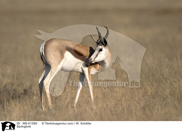 Springbok / WS-01580