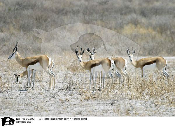 Springboks / HJ-02203