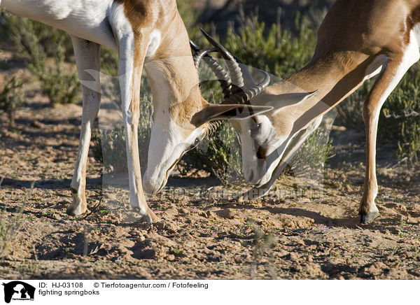 fighting springboks / HJ-03108