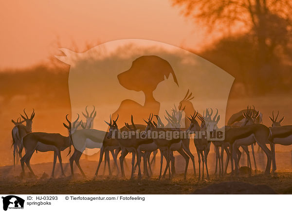 Springbock Herde / springboks / HJ-03293