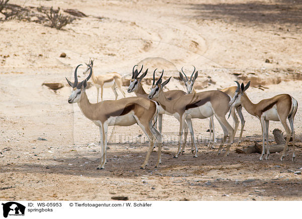 Springbcke / springboks / WS-05953