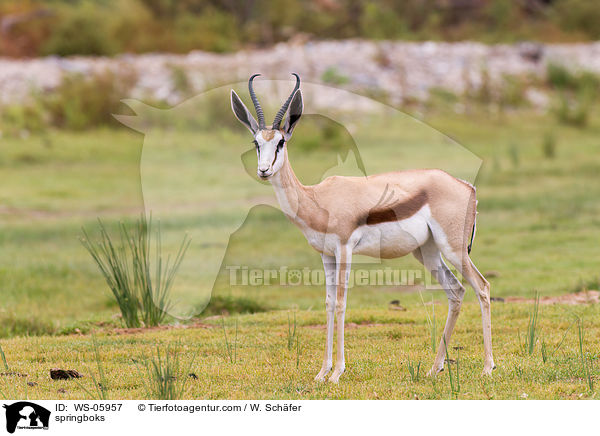 springboks / WS-05957