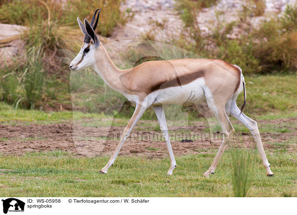 springboks / WS-05958