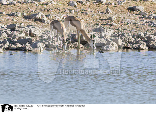 springboks / MBS-12220