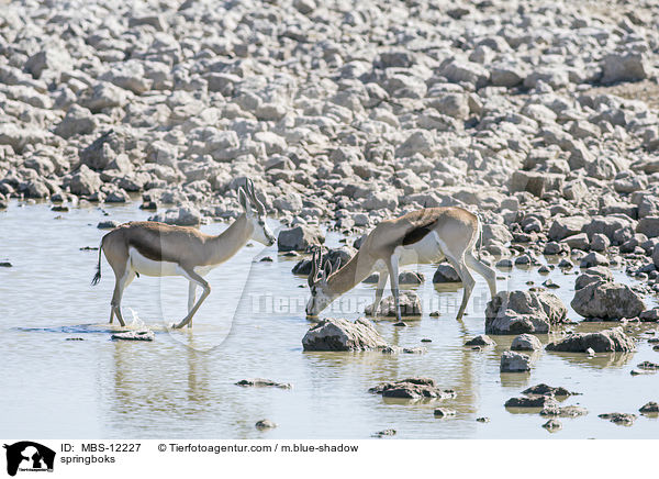 Springbcke / springboks / MBS-12227