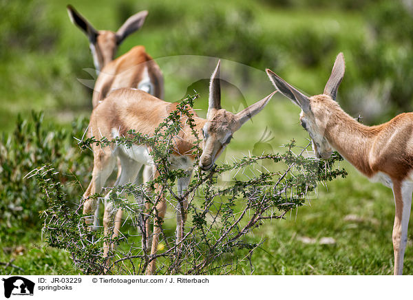 springboks / JR-03229