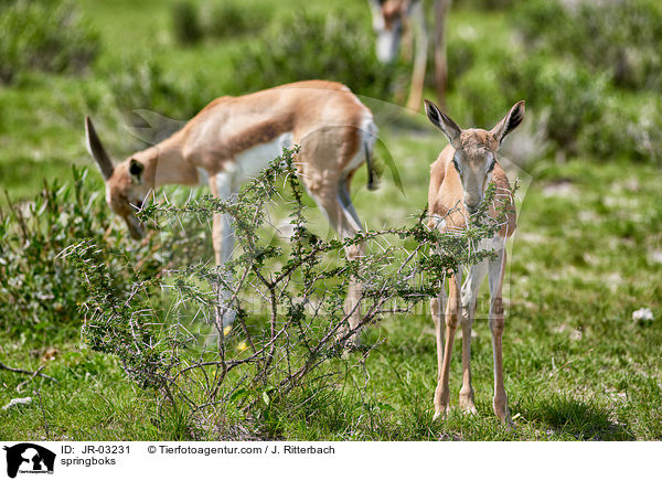 springboks / JR-03231