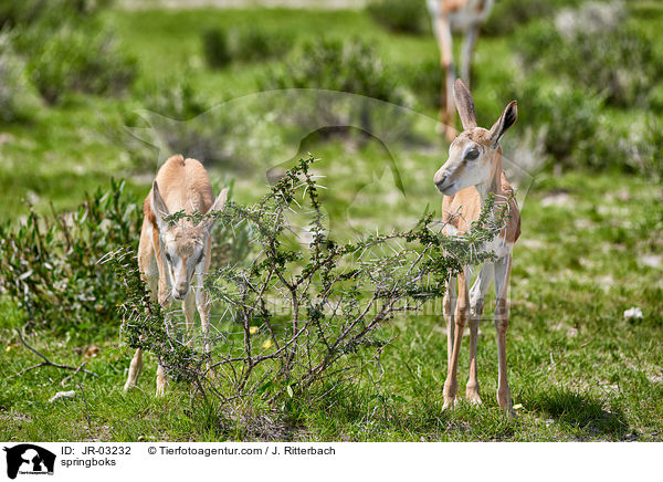 Springbcke / springboks / JR-03232