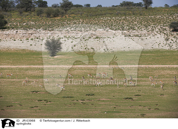 Springbcke / springboks / JR-03968