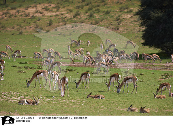 Springbcke / springboks / JR-03971