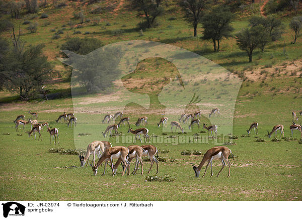 Springbcke / springboks / JR-03974