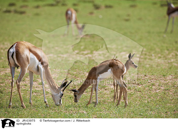 springboks / JR-03975
