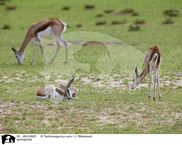 springboks / JR-03985