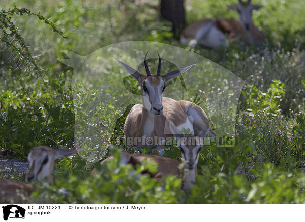 springbok / JM-10221