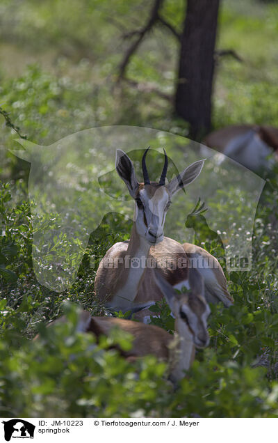 springbok / JM-10223