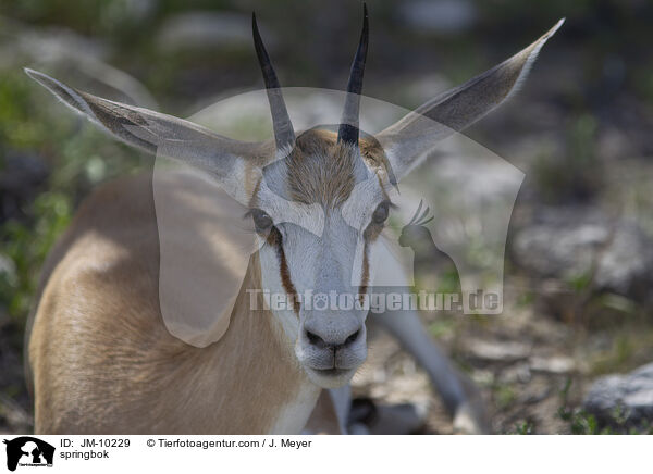springbok / JM-10229