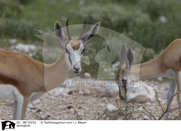 springbok / JM-10232