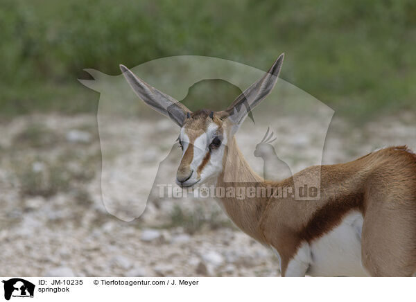Springbock / springbok / JM-10235