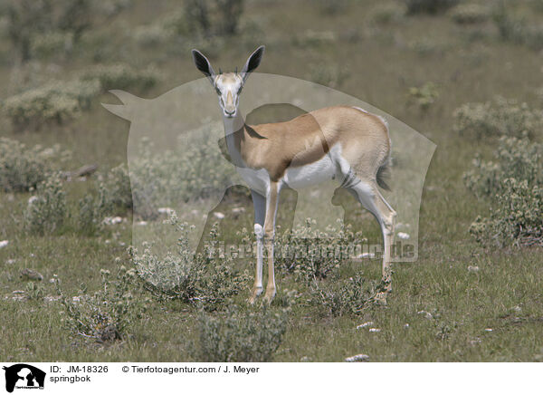 springbok / JM-18326
