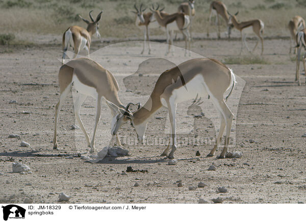 Springbcke / springboks / JM-18329