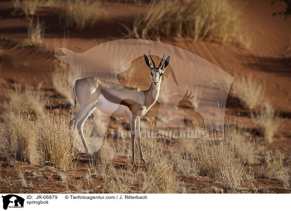 Springbock / springbok / JR-06879