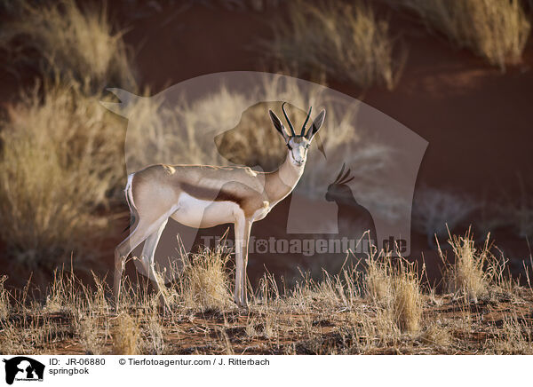 Springbock / springbok / JR-06880