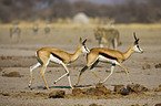springboks