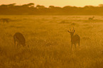 springboks