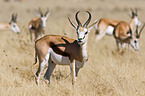 springboks