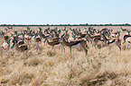 springboks
