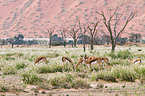 springboks