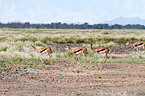 springboks