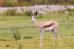 springboks
