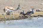 springbok