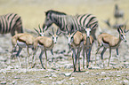 springboks