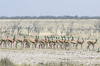springboks