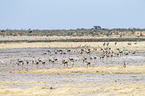springboks