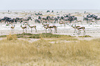 springboks