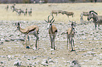springboks