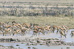 springboks