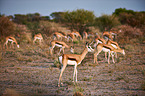 springboks
