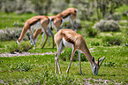 springboks