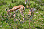 springboks