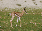 springbok