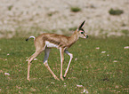 springbok