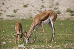 springboks