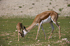 springboks
