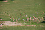 springboks